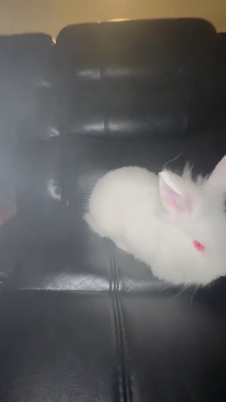 White Lionhead Snow Bunny