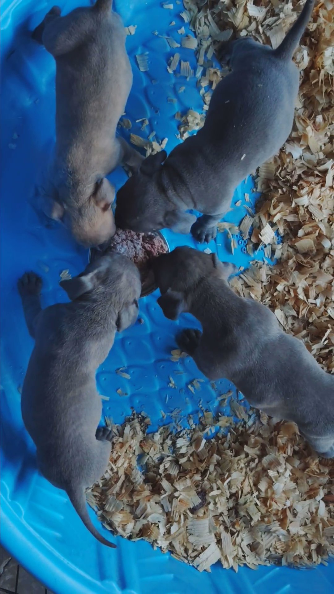 Puppies Available NOW in Altamonte Springs, Florida