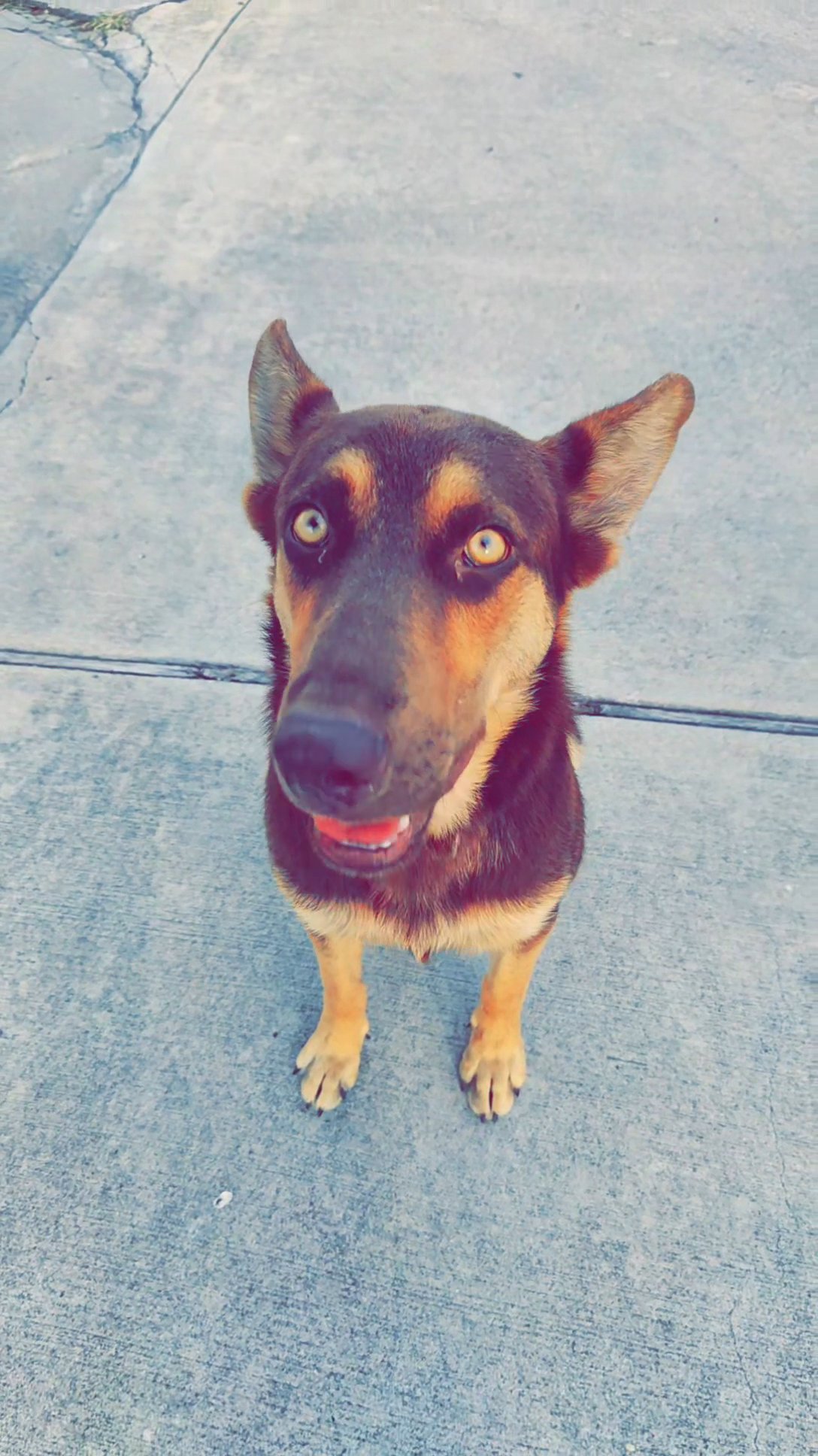 German shepherd with dobveman