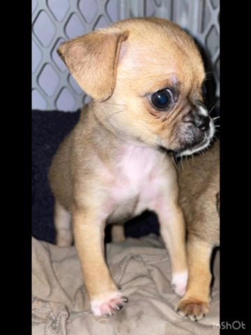 Chug Puppies  For $ ?