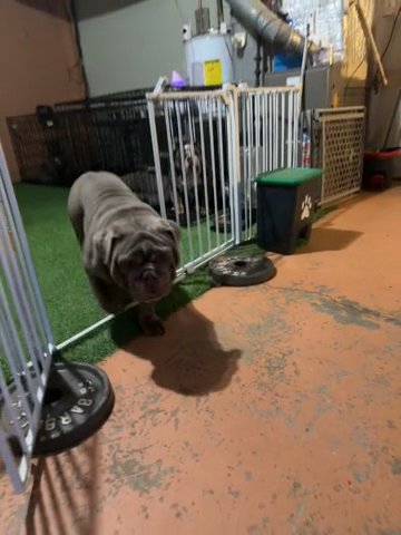 Lilac Tri Male English Bulldog