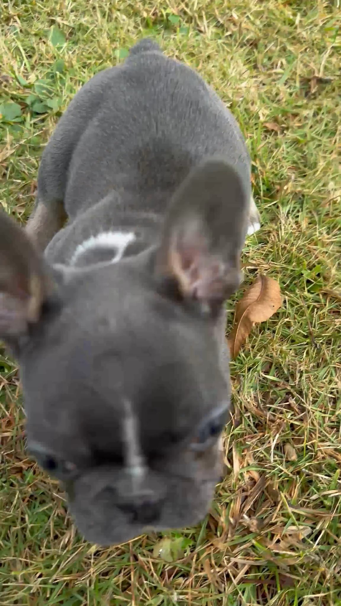 French Bulldog puppies - ready now