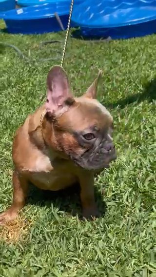 Female Rojo
