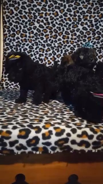 medium goldendoodles