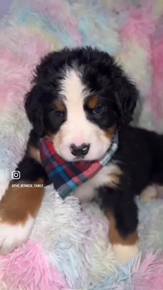 Akc Bernese Mountain Dog
