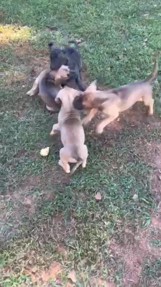 Great Dane Puppies