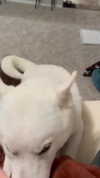 Siberian husky