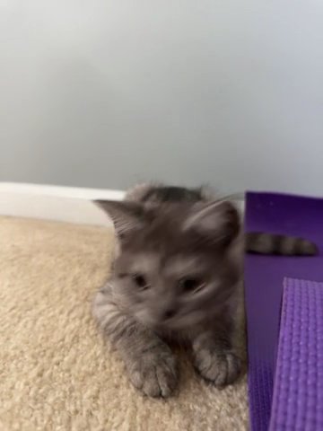 Kitten
