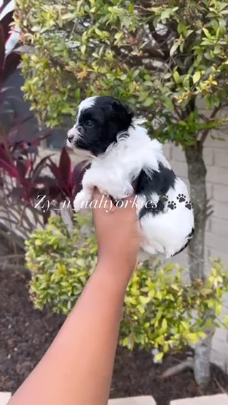 Yorkie Boy/Sold
