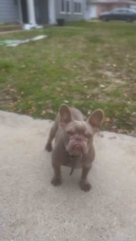 Female French Bulldog