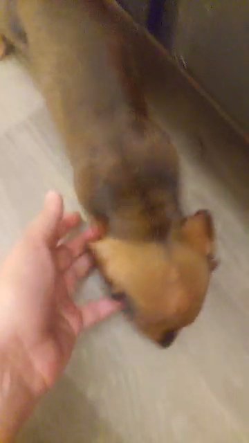 full blood dachshund (weenie dog) brown male