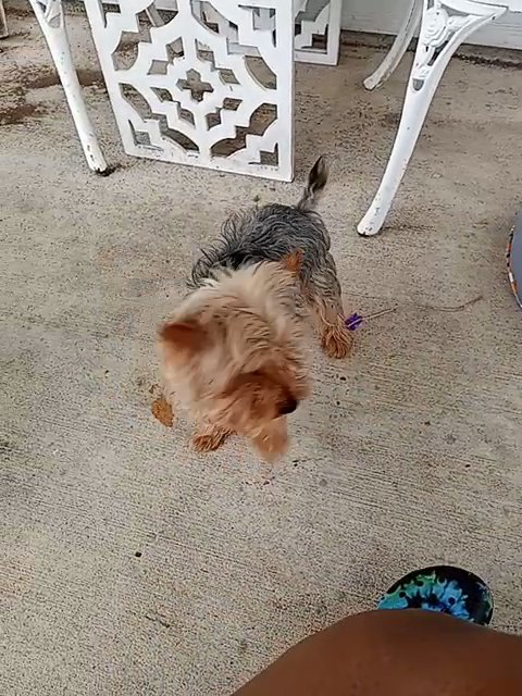 female Yorkie for sale