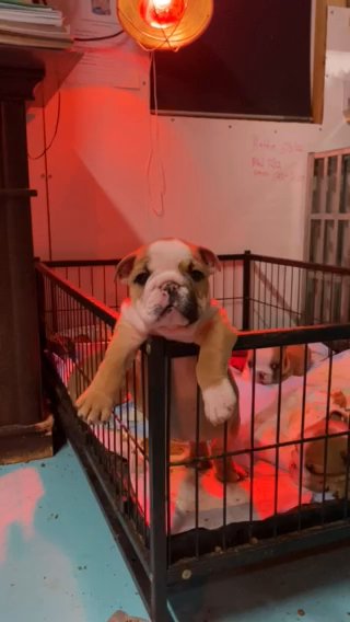 English Bulldog Puppies
