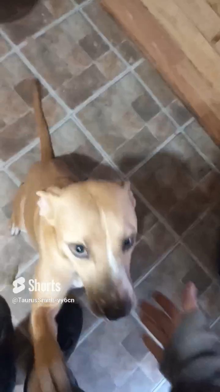 Buddy