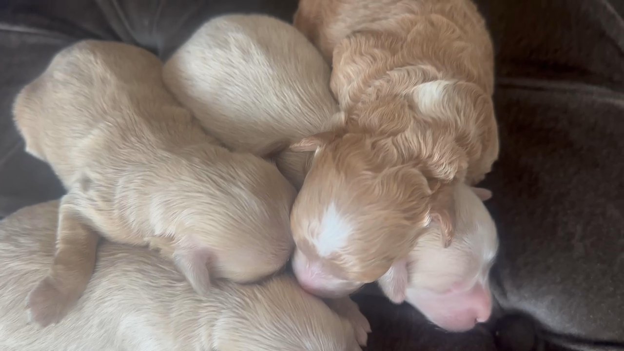 looking for a furever ?