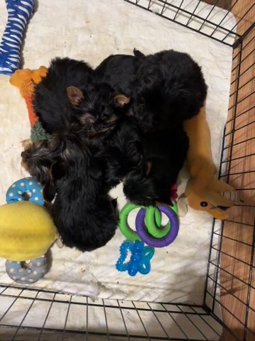 Morkies And Yorkies