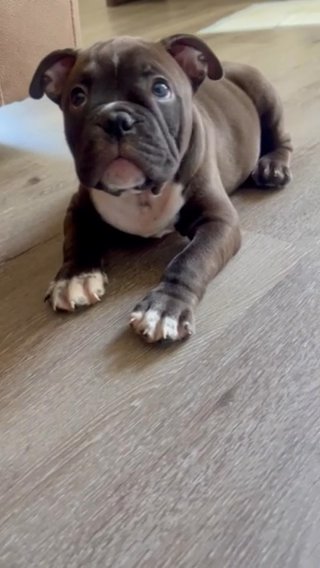 Bulldog puppy
