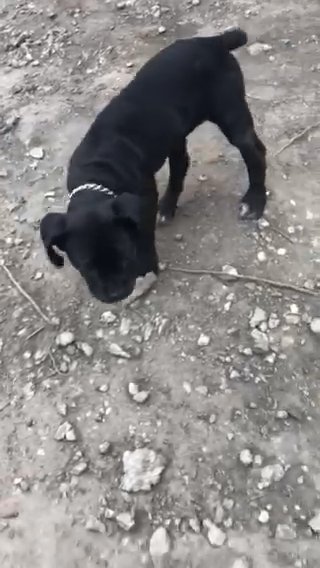 cane corso