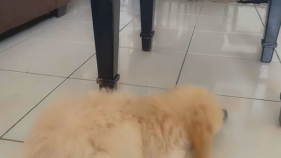 Puppy For Sale