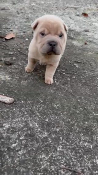 Chinese Sharpei Pups