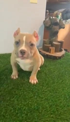 American Bully Female Going For The LOW ‼️