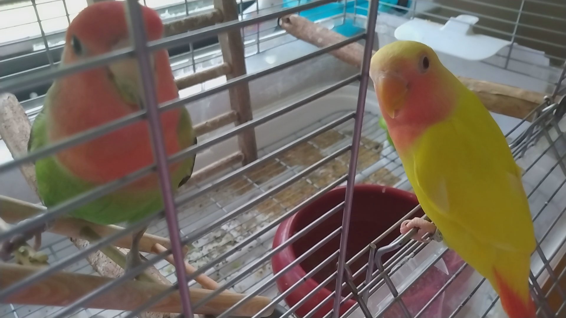 Opaline Lutino Lovebird