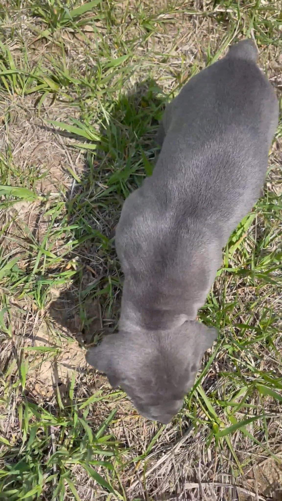 AKC Cane Corso