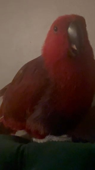 Female Vosmaeri Eclectus Parrot