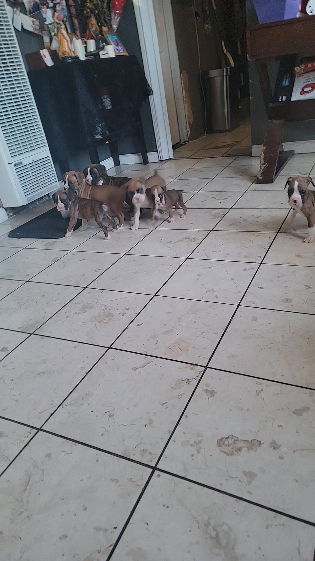 Playful Boxers Puppies