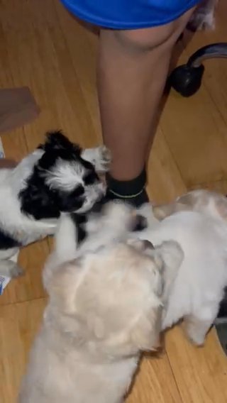 Beautiful shih tzu puppies?