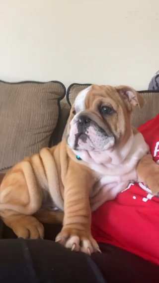 Puppy