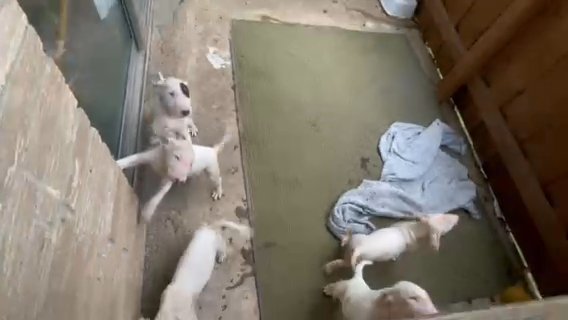 Bull Terriers