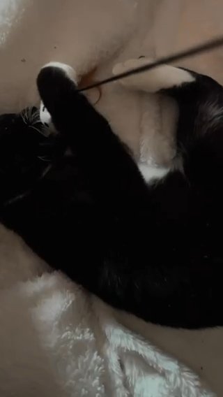 Cute Male Tuxedo ??