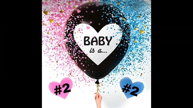 SOLD Yorkie gender reveal ??