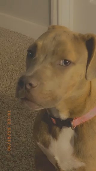 Female Pitbull Terrier