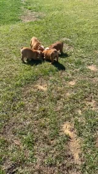 Just Dogging Around