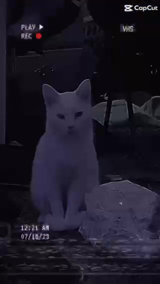 I Have A Khao Manee Cat
