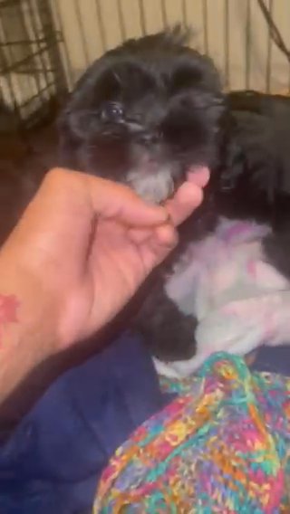 Female Shih Tzu Puppies