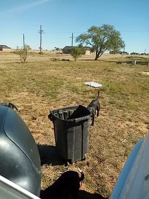 hunting dogs various