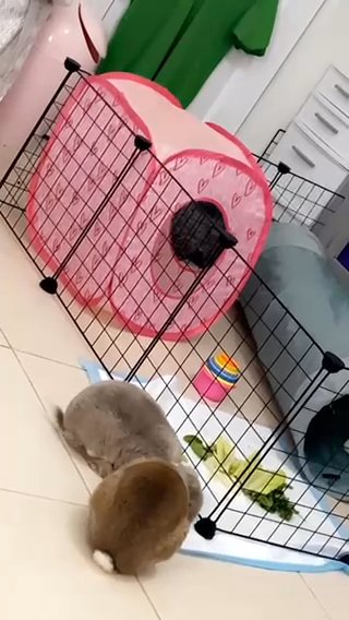 2 plush lop unnutured male bunnies come with 2 story cage