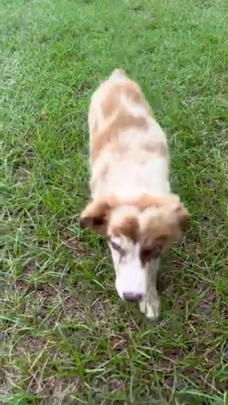 ASDR Red Merle Girl