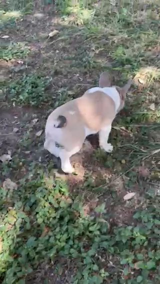 AKC registered 10 Weeks Testable Fluffy Carrier French Bulldog