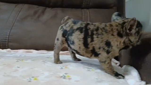 merlinda the merle frenchie