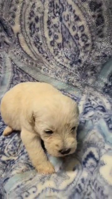 Schnoodle