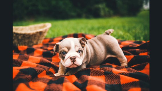 Lilac Tri Male english Bulldog