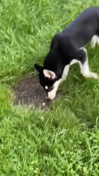 Fun Loving Husky Looking For New Home