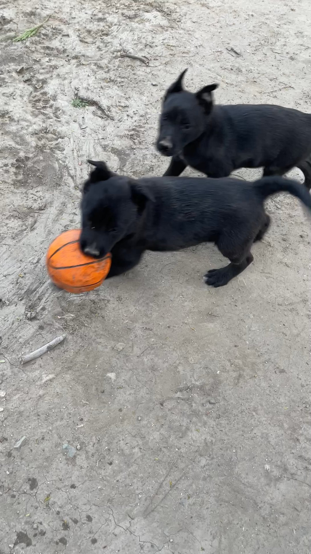 Belgian Malinois Puppies For Sale !!
