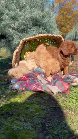 Solomon F1b Mini/petite Goldendoodle