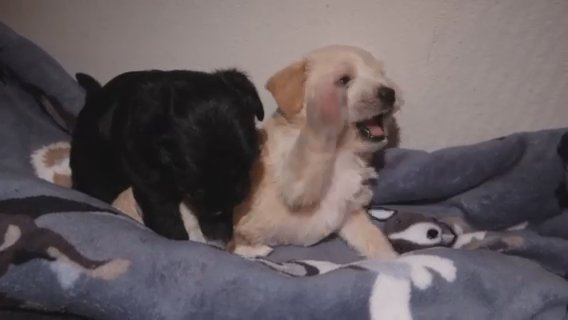 Male & Female. Maltese poodle (A Month Old Puppies)
