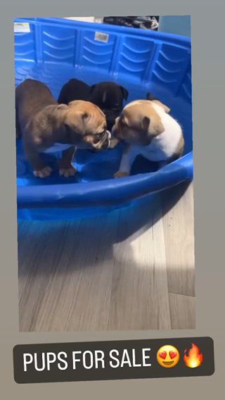 Exotic Micro Bullies